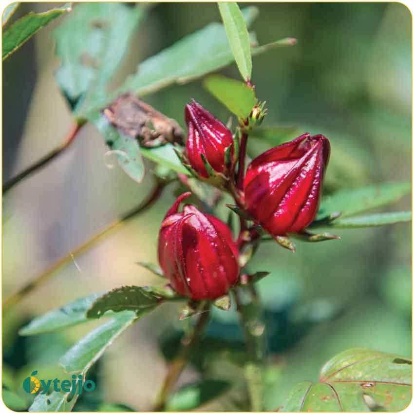 রোজেলা টি (Rosella Tea)
